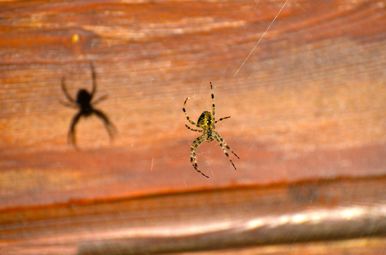 spider arachnid insect free photo