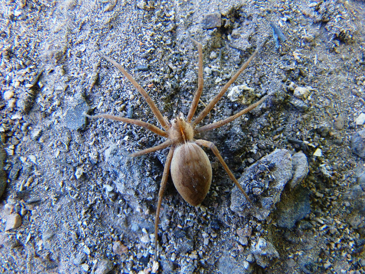 spider field arachnid free photo