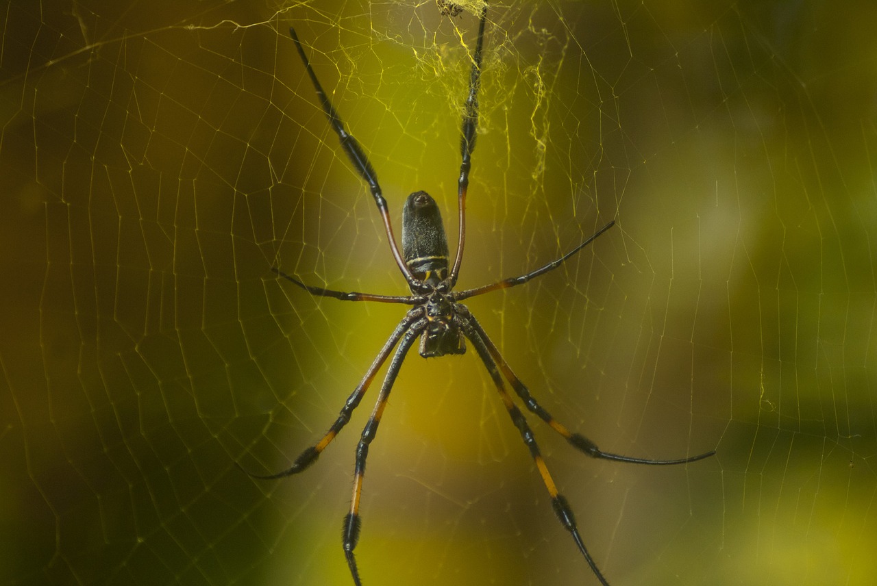 spider arachnid spider web free photo