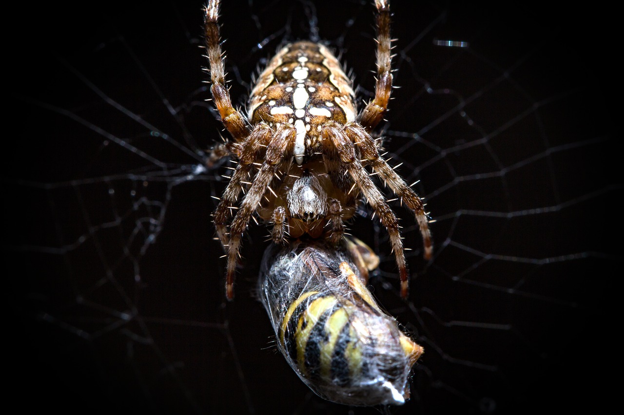 spider arachnid insect free photo