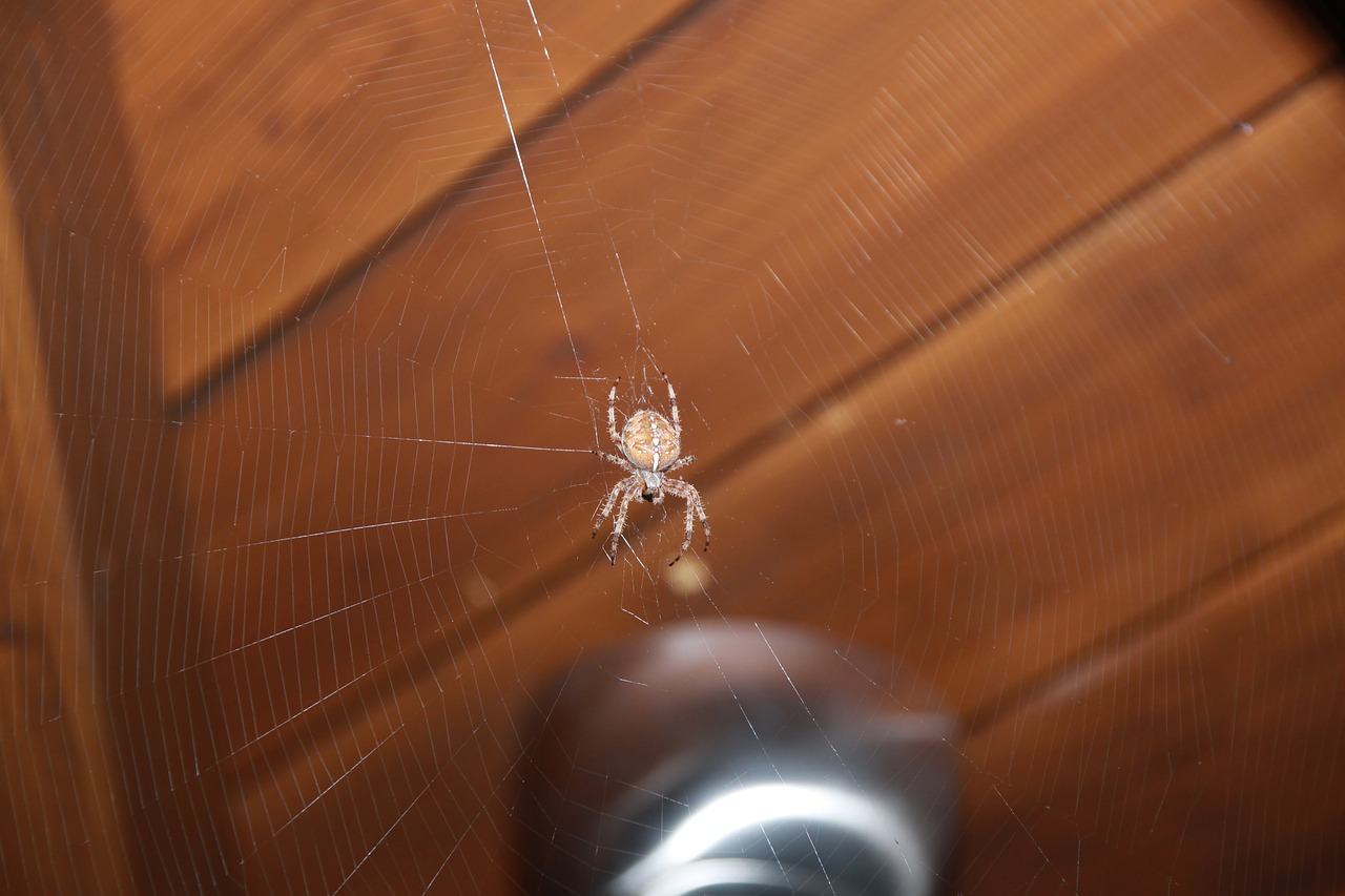 spider web insect free photo