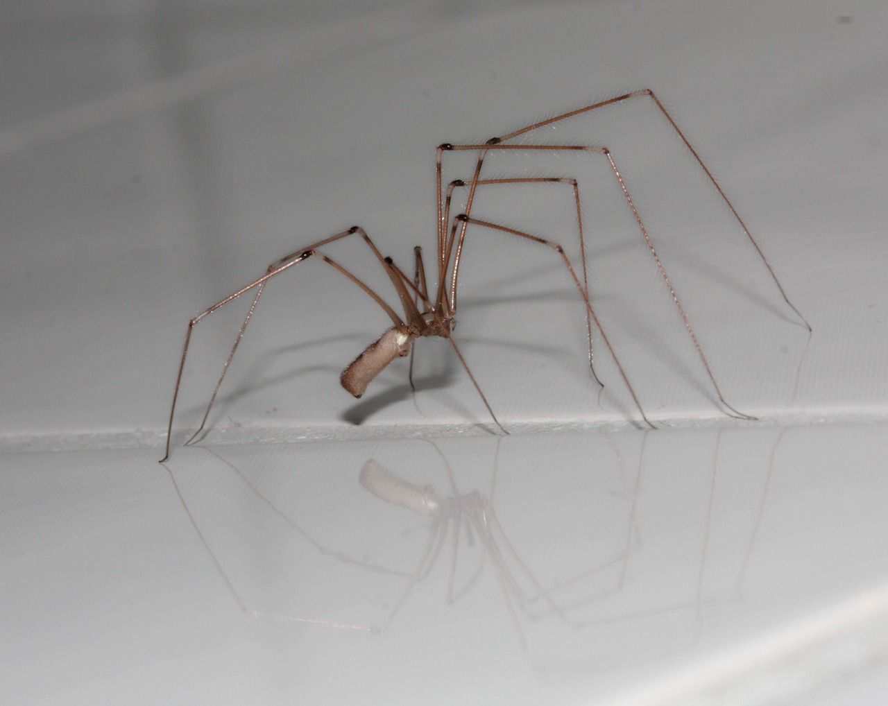 spider arachnids legs free photo