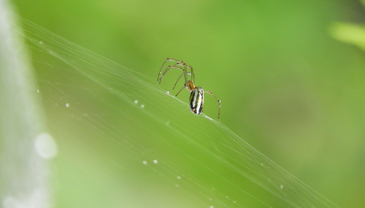 spider nature rocio free photo