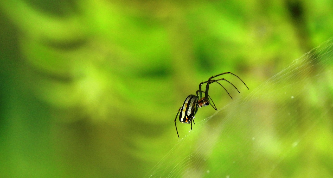 spider nature insect free photo