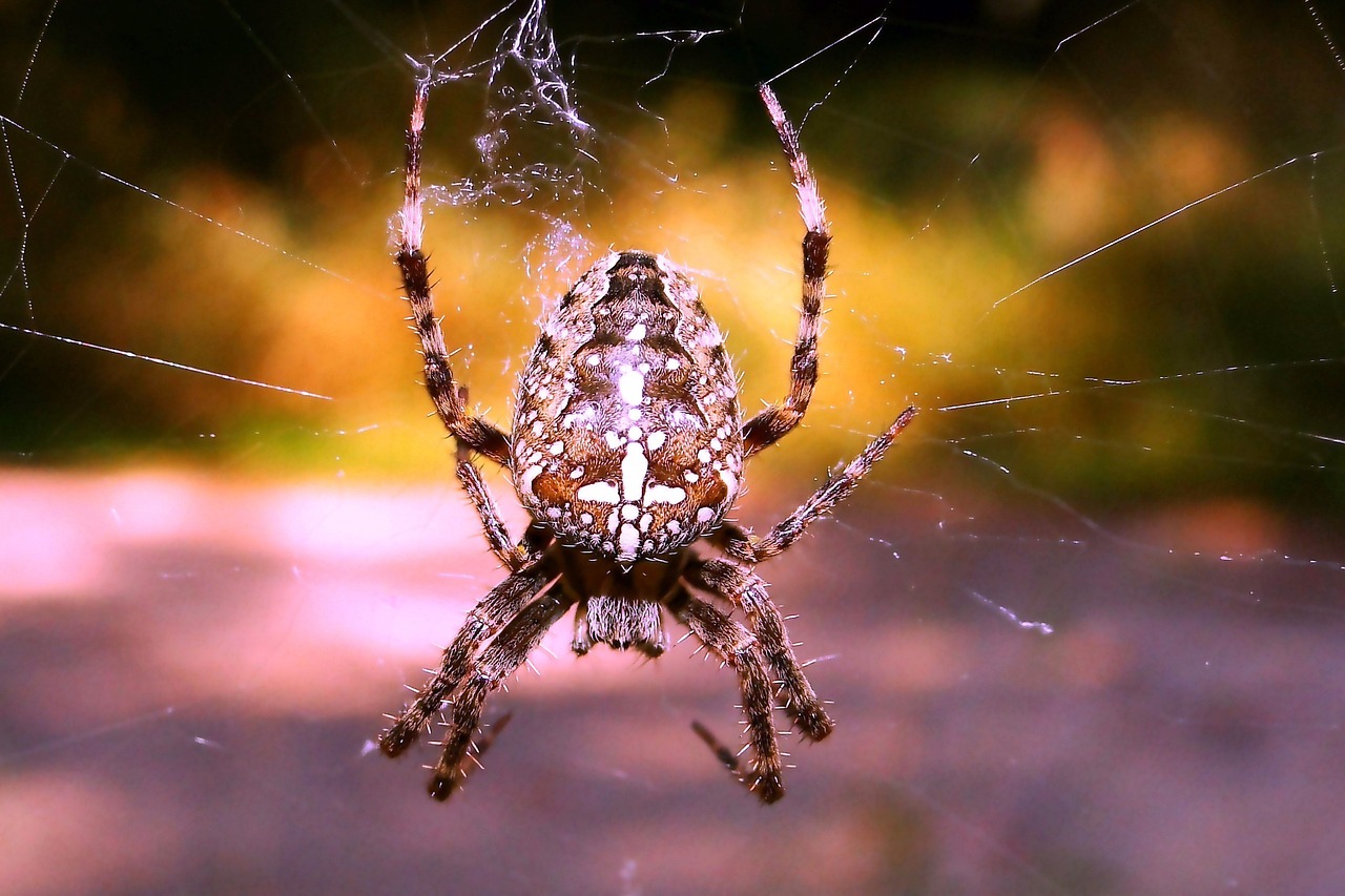 spider  arachnid  spider's web free photo