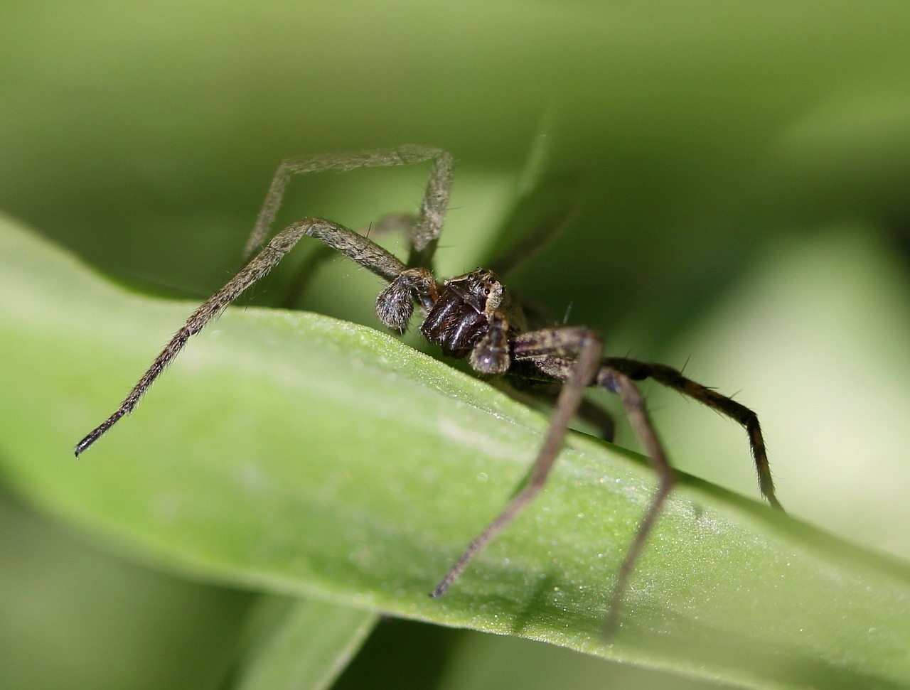 spider  arachnid  gray free photo