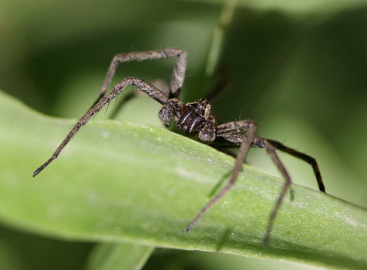 spider  arachnid  gray free photo