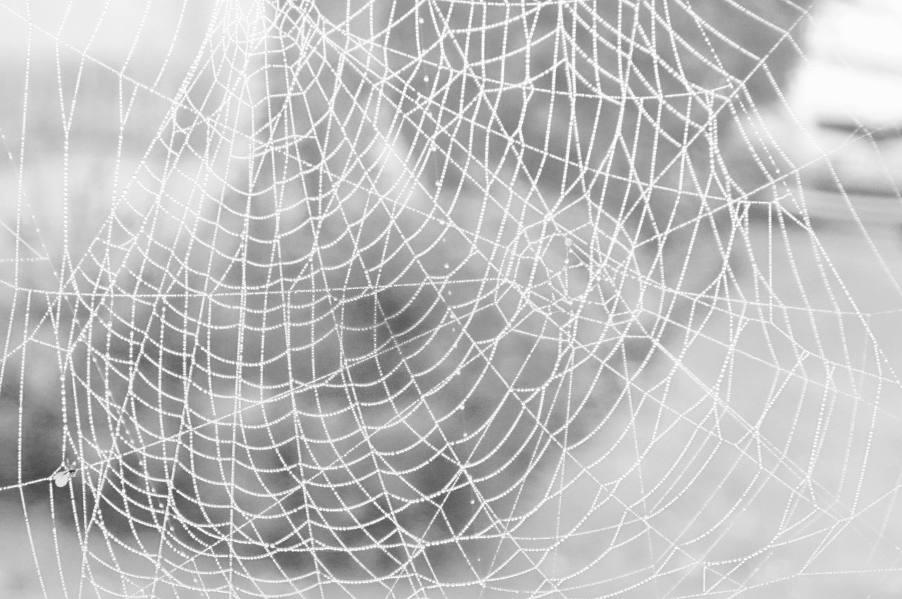 spider  cobweb  case free photo