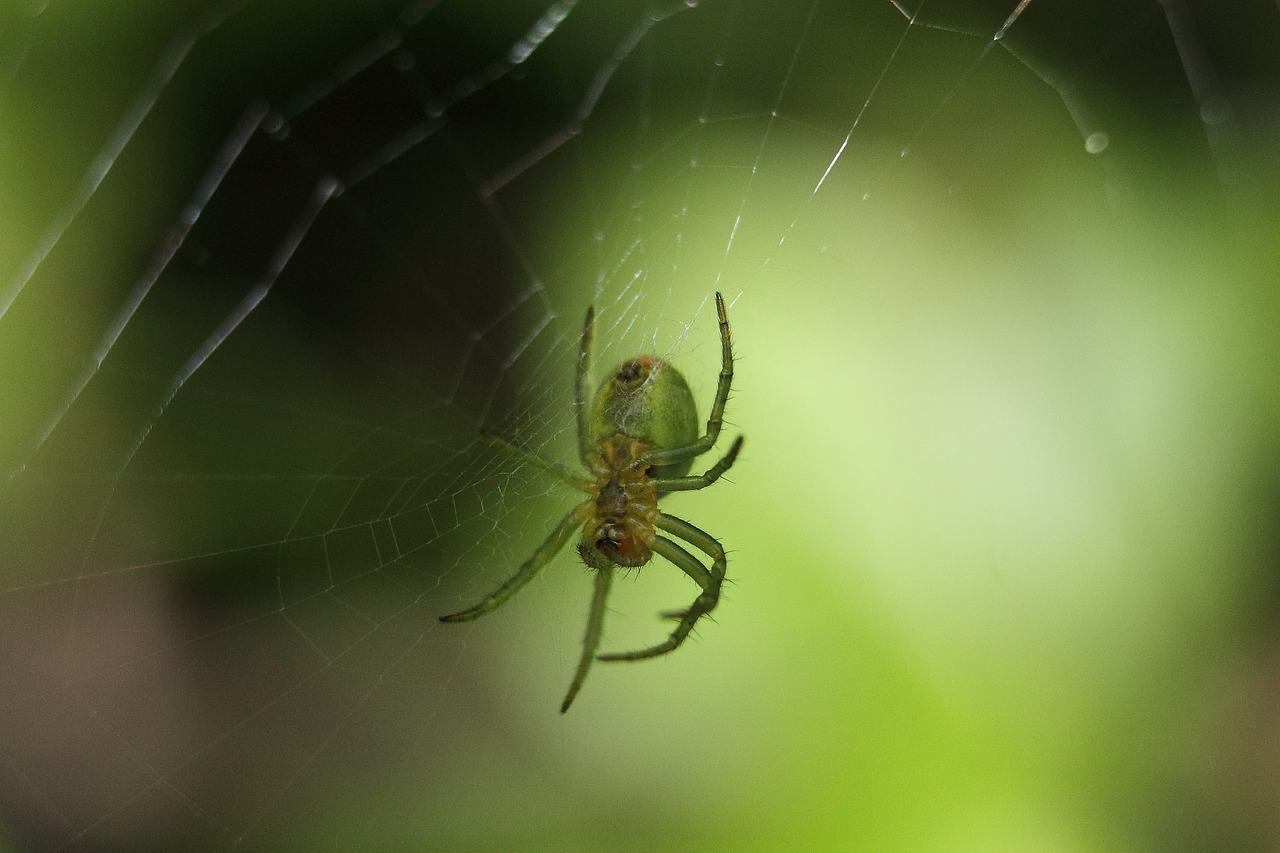 spider arachnid green free photo