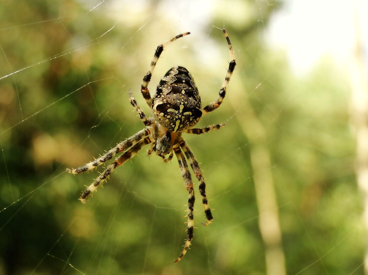 spider  spider's web  arachnid free photo