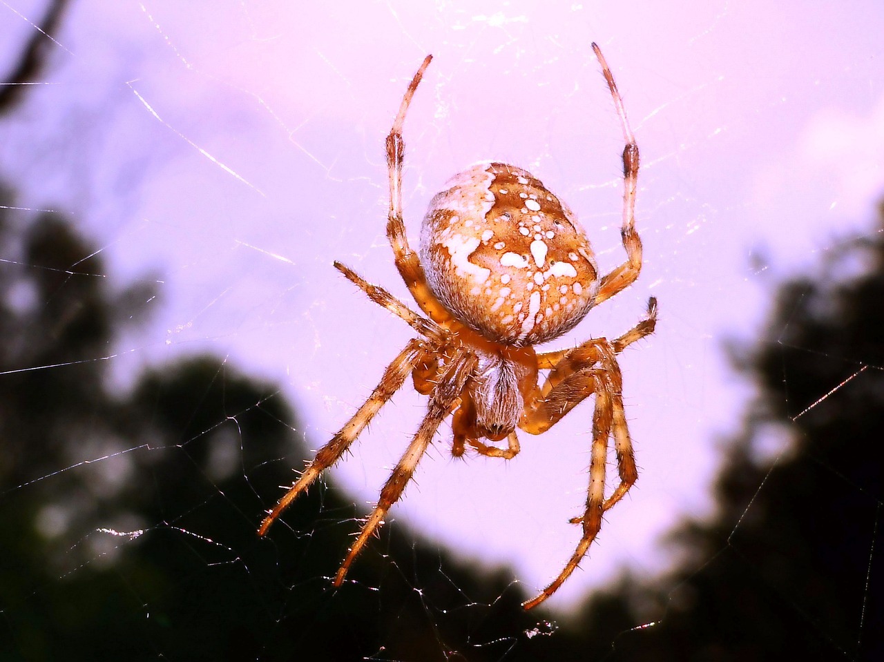 spider  arachnid  spider's web free photo