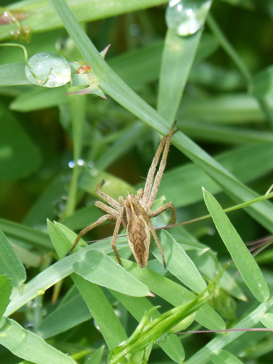 spider  arachnid  detail free photo