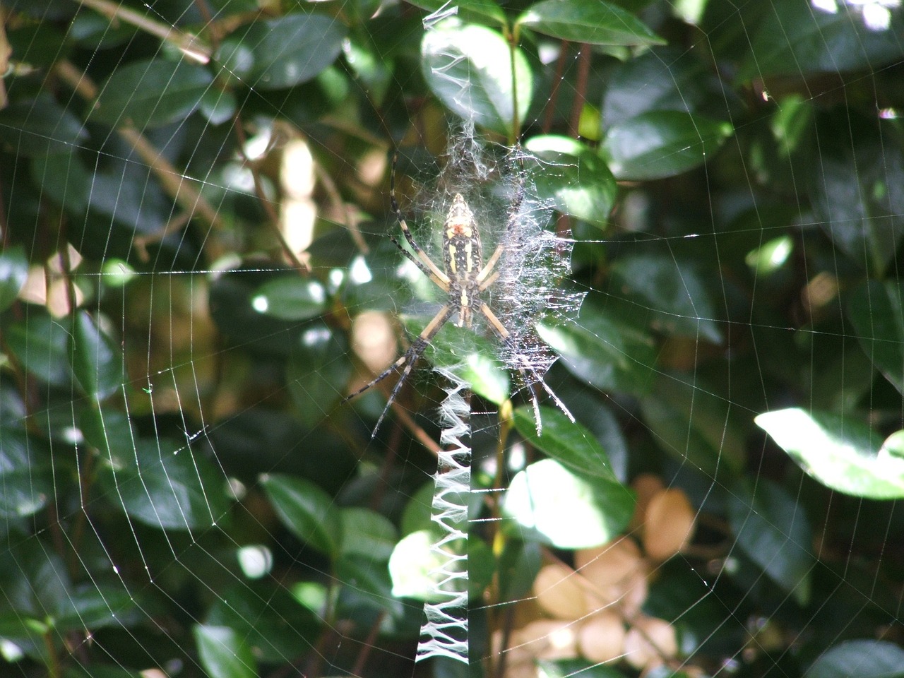 spider spiderweb web free photo