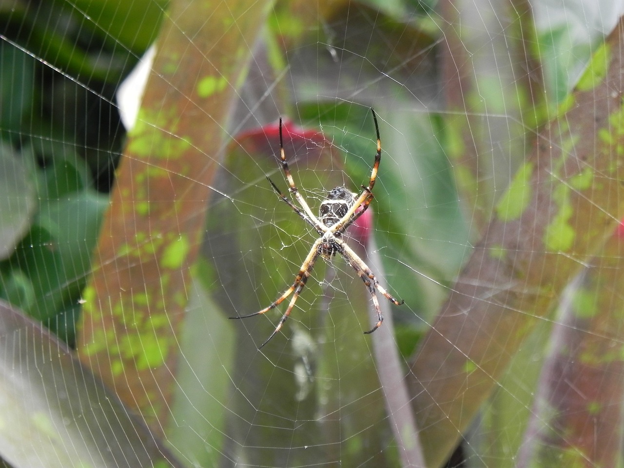 spider animal garden tiger free photo