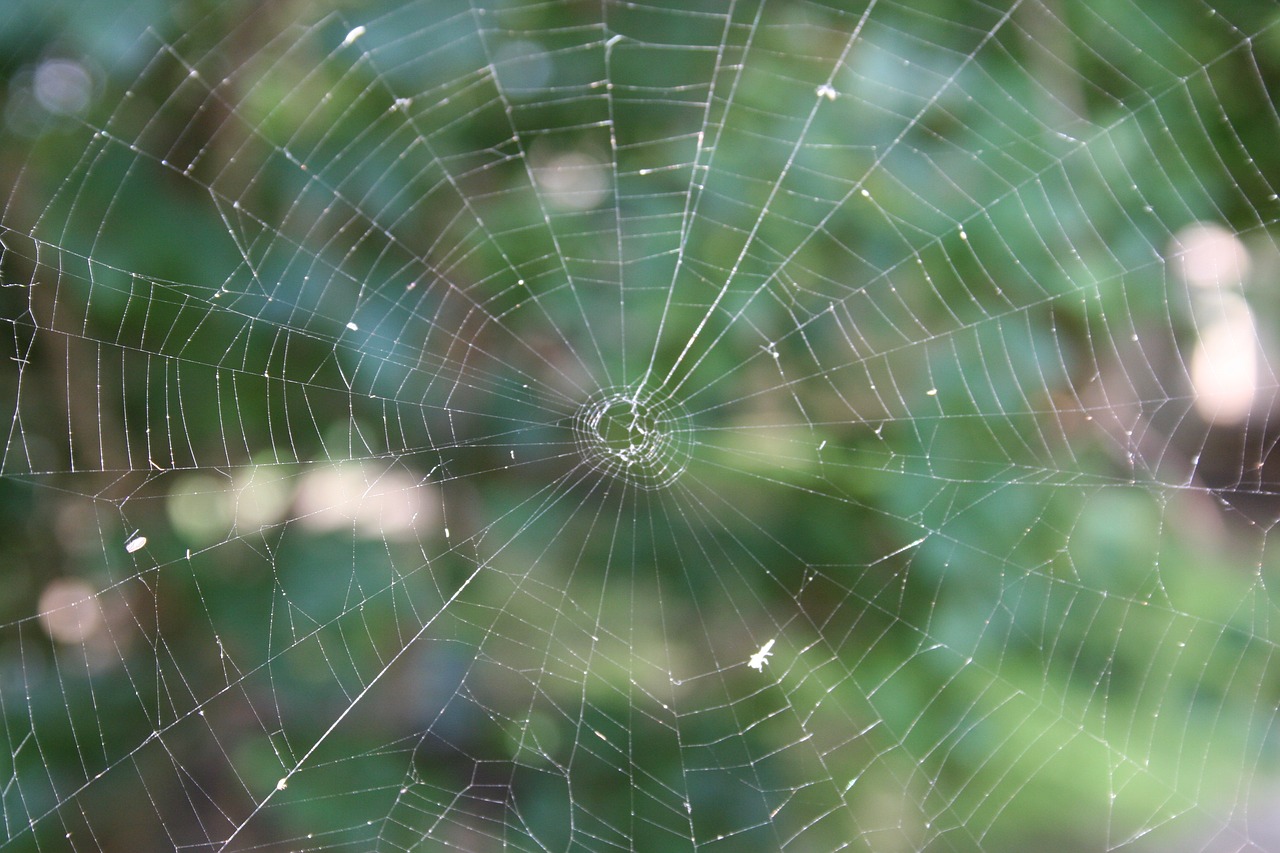 spider  spiderweb  trap free photo