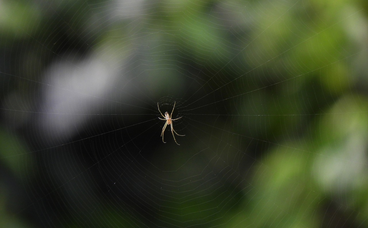 spider  insect  nature free photo