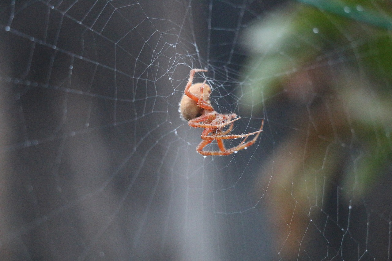 spider  spiderweb  arachnid free photo