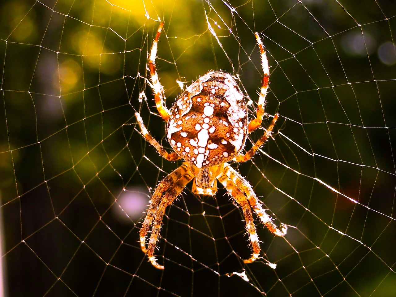 spider  arachnid  spider's web free photo