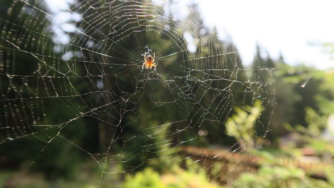 spider  nature  web free photo