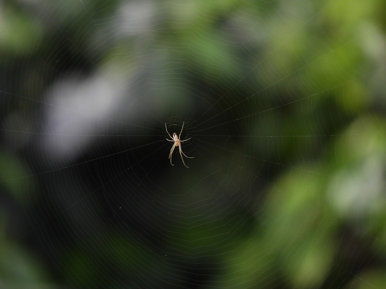 spider  insect  arachnid free photo