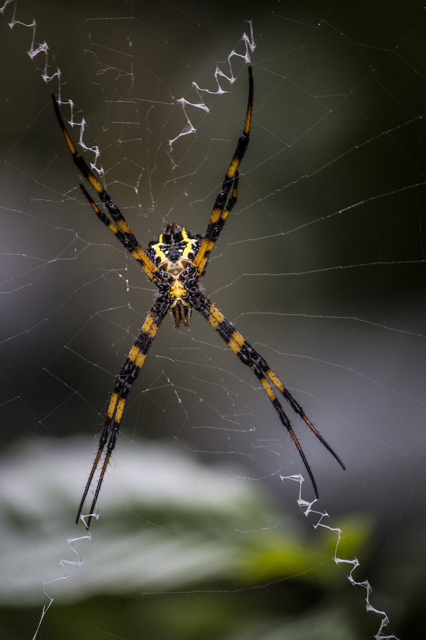 spider  arachnid  spiderweb free photo