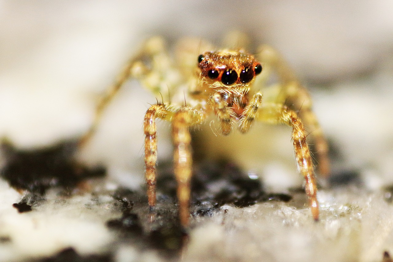 spider  macro  macro photography free photo