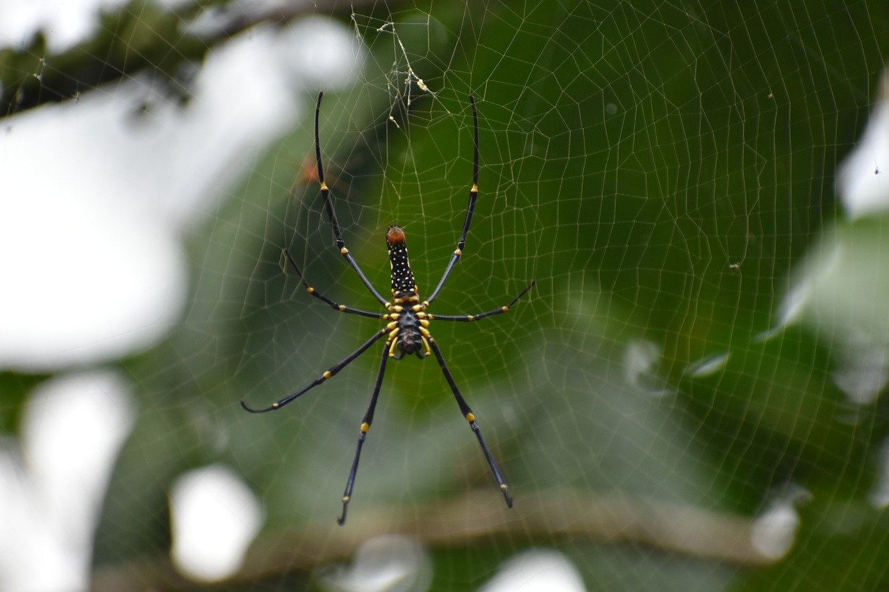 spider  web  insect free photo