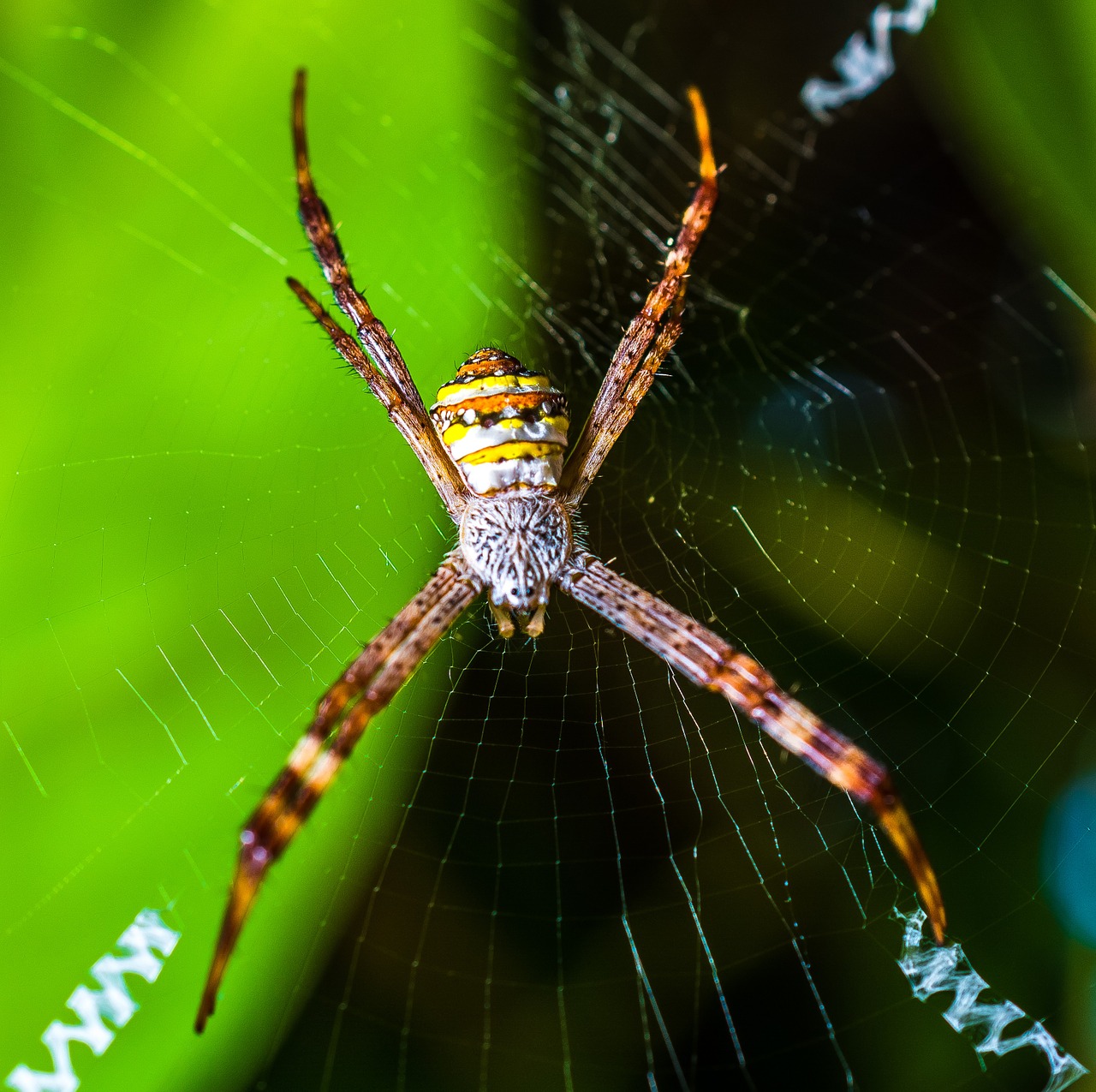 spider arachnid network free photo