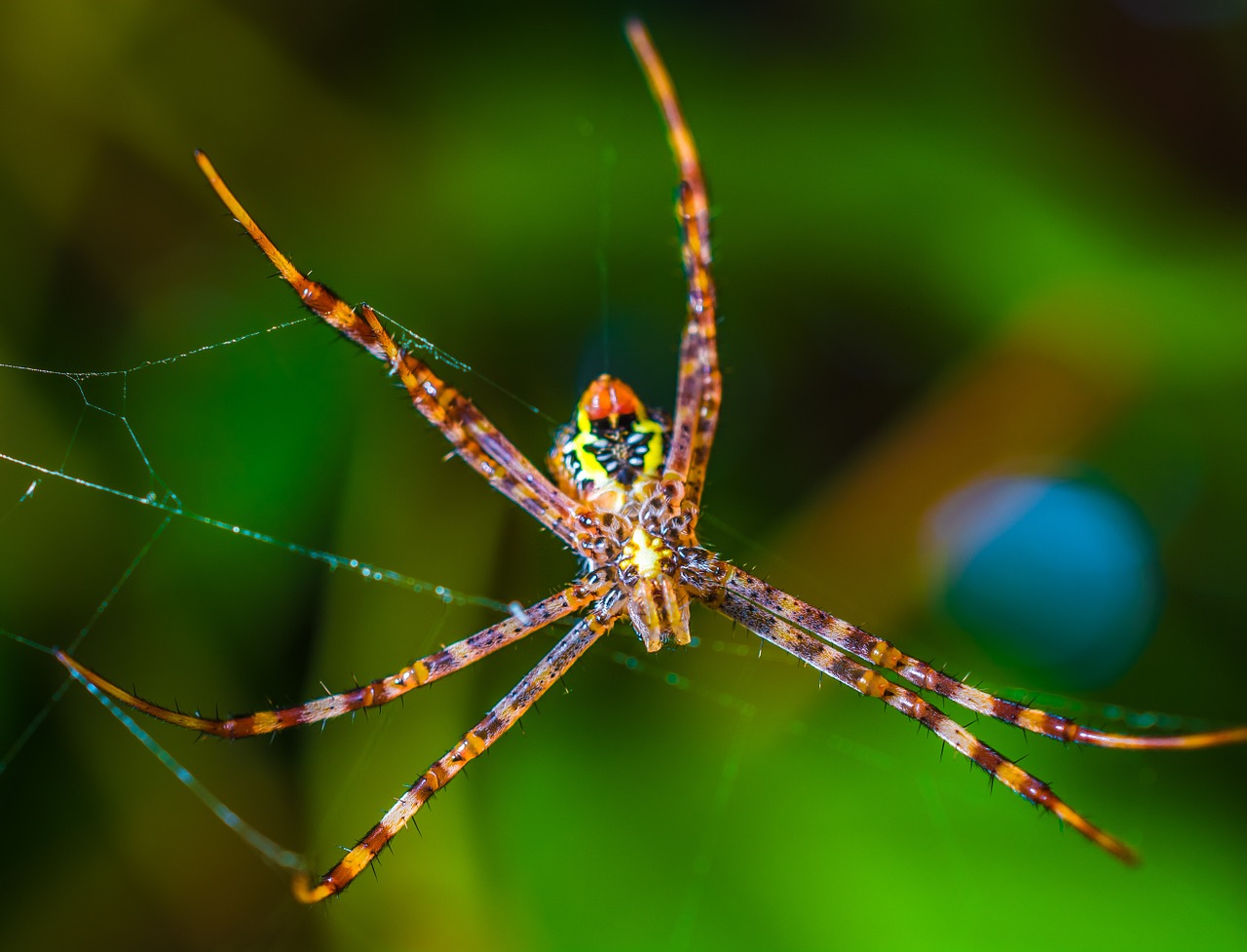 spider arachnid network free photo