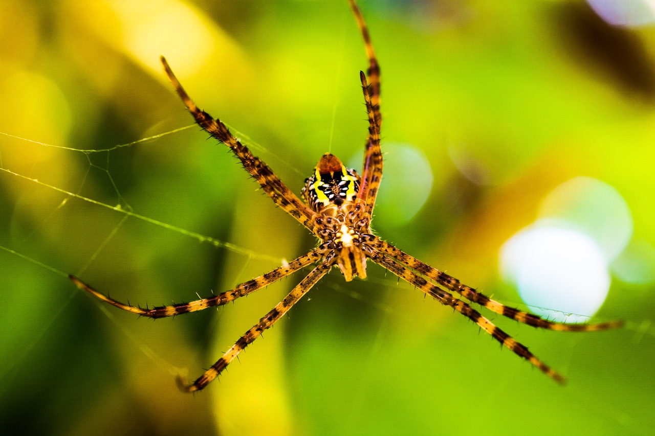 spider arachnid network free photo