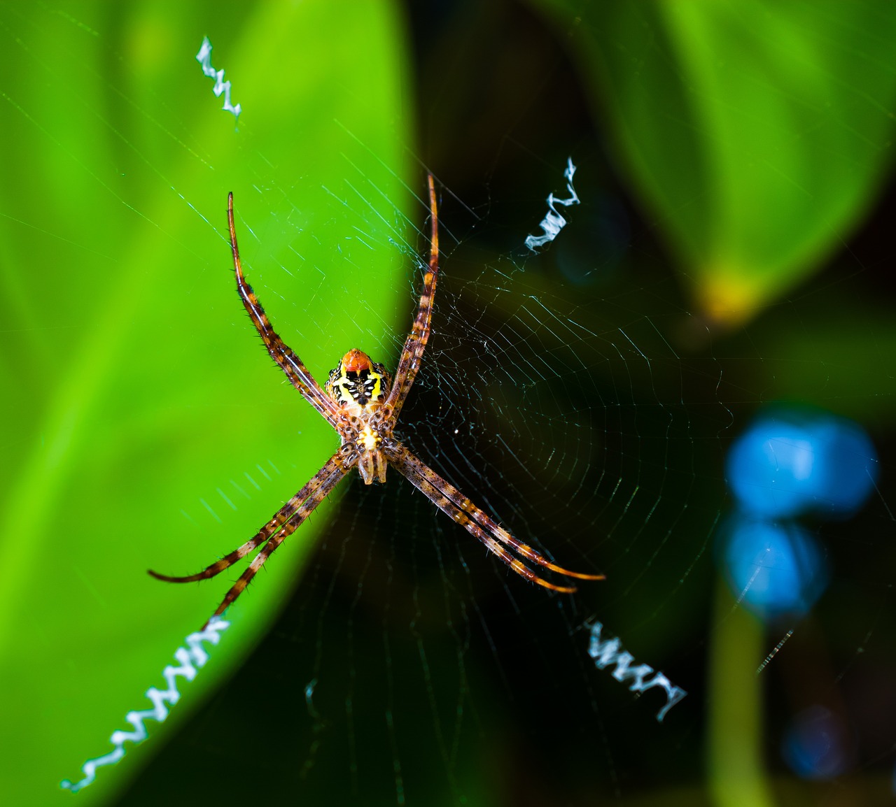 spider arachnid network free photo