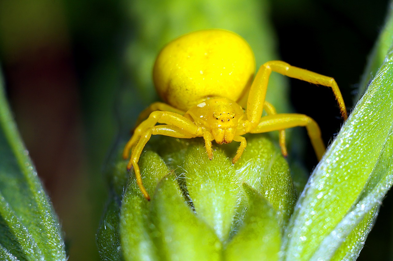 spider  flowerbed  insect free photo