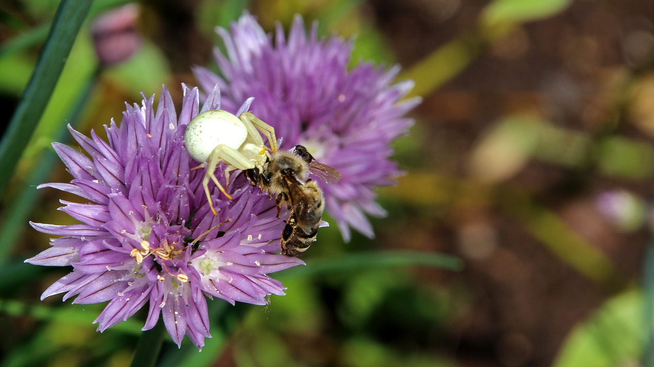 spider  wasp  death throes free photo