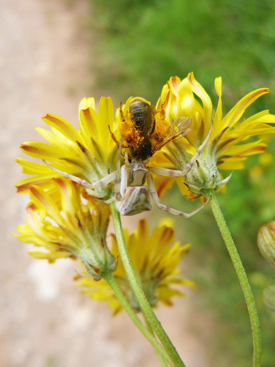 spider  predator bee  hunting free photo