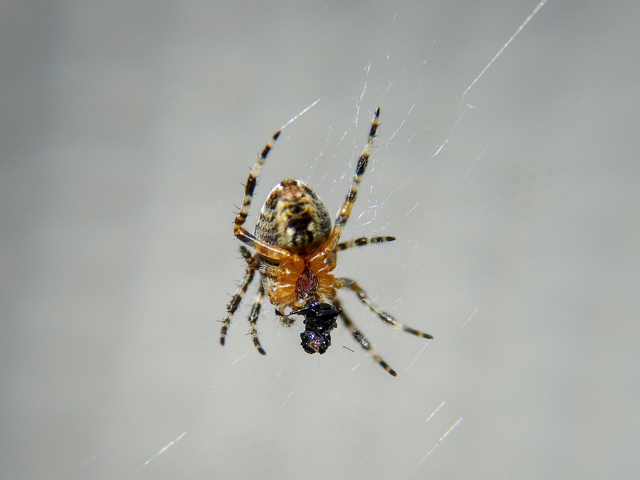 spider  insect  arachnid free photo