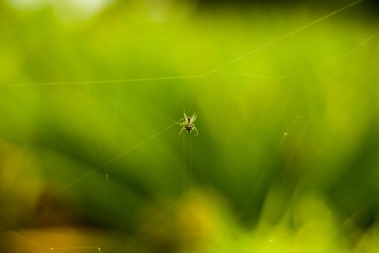 spider  small  insect free photo