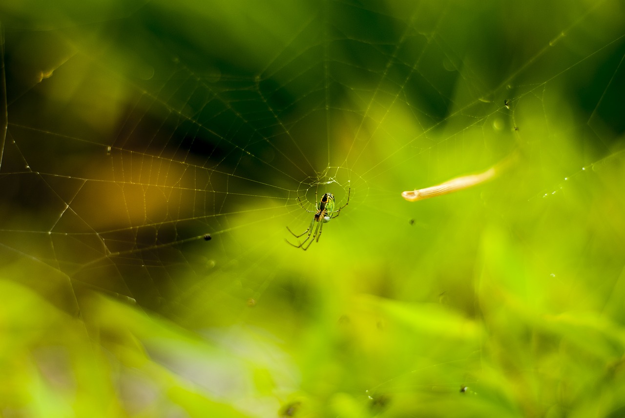 spider  tiger spider  arachnophobia free photo