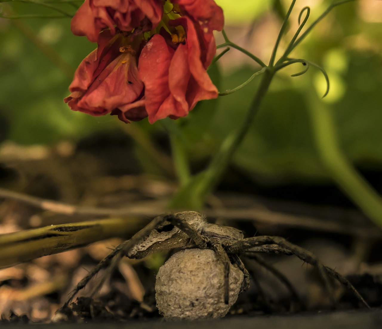 spider  egg  garden free photo