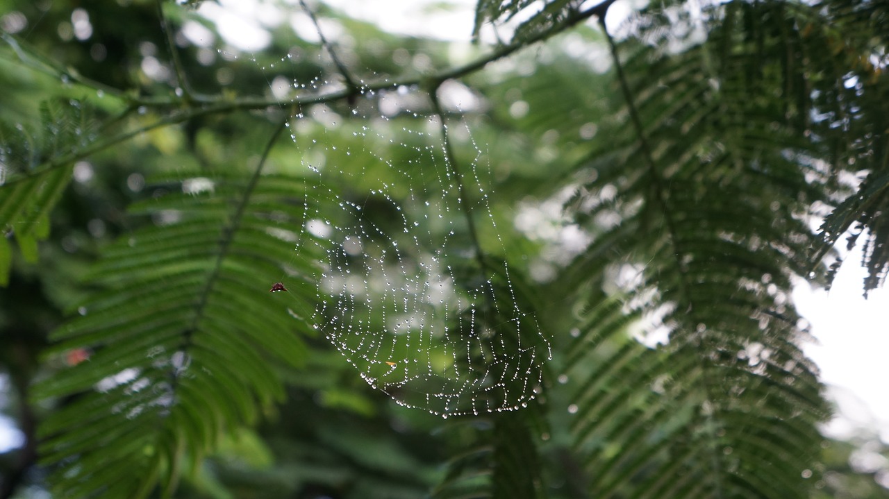 spider  canvas  macro free photo