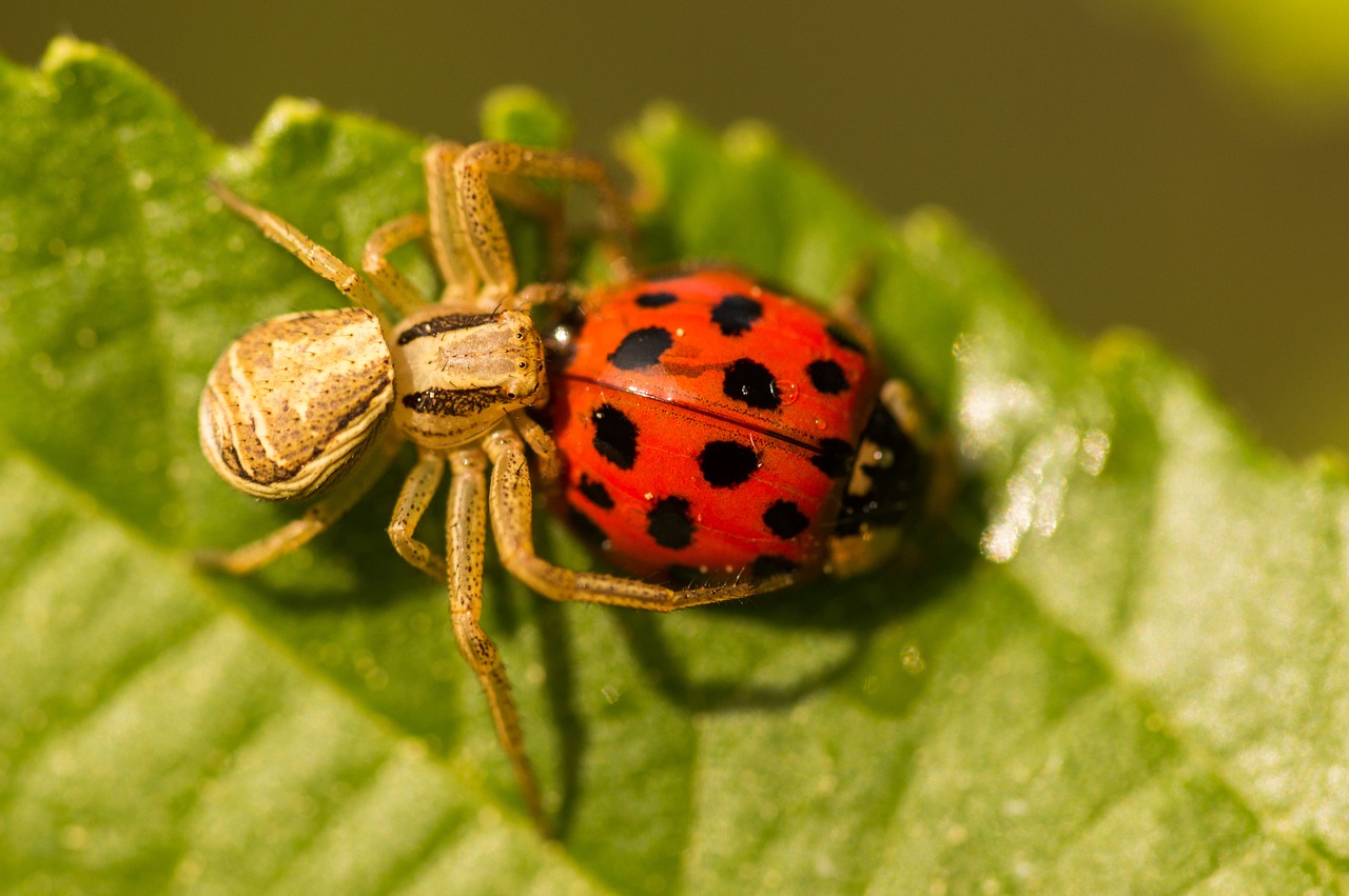 spider  ladybug  macro free photo