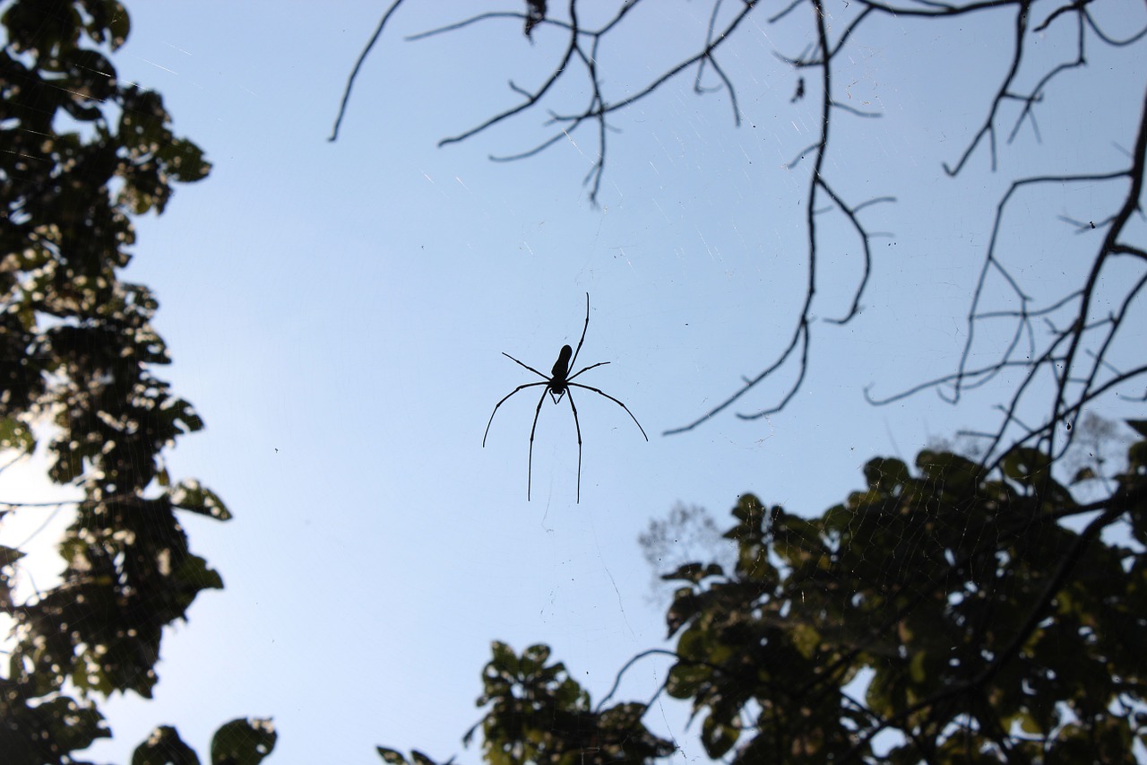 spider spider web arachnid free photo