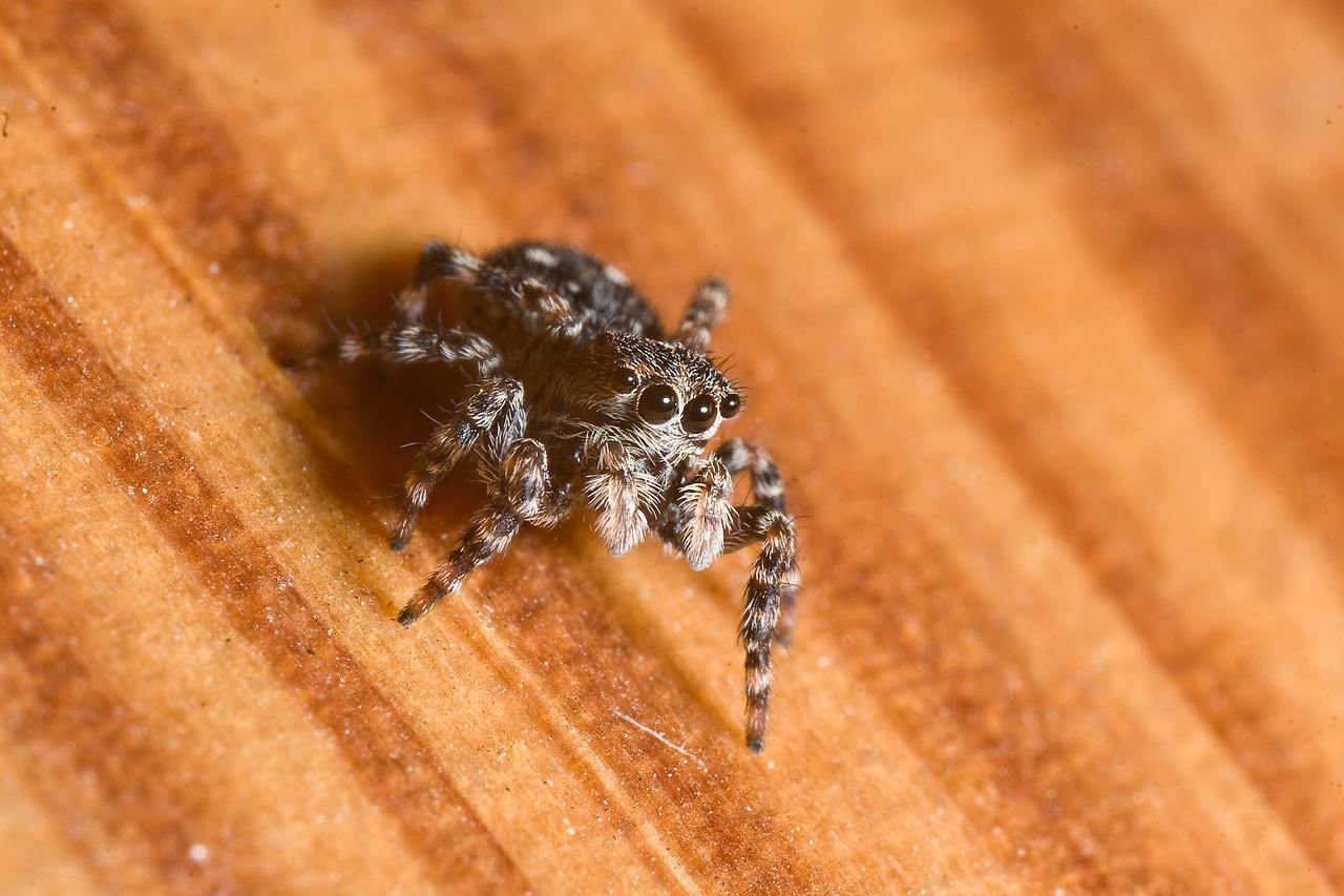 spider jumping spiders macro free photo