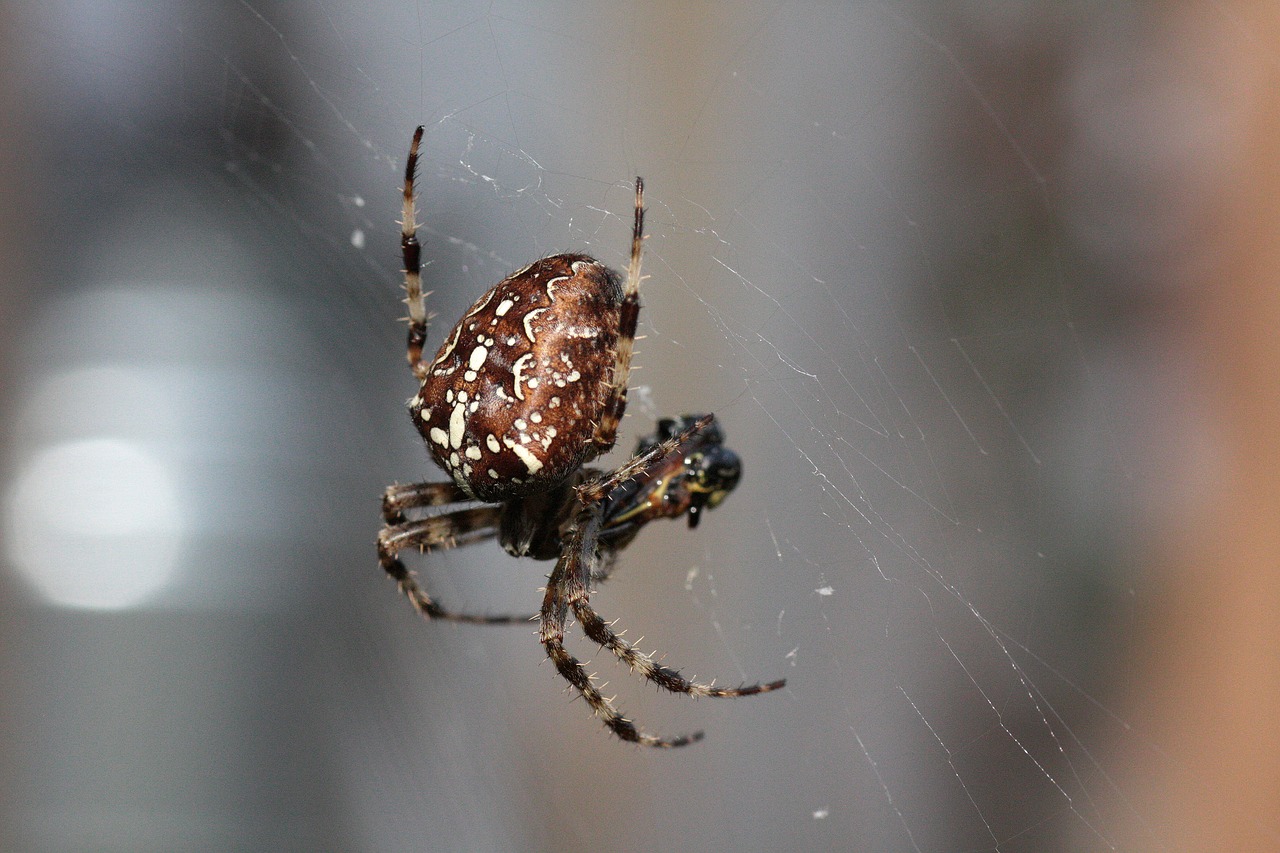 spider  web  prey free photo