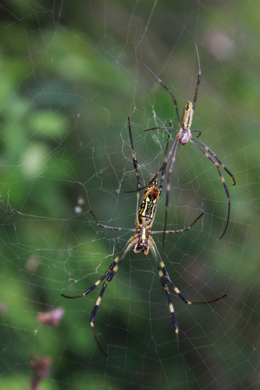 spider  spider web  nature free photo