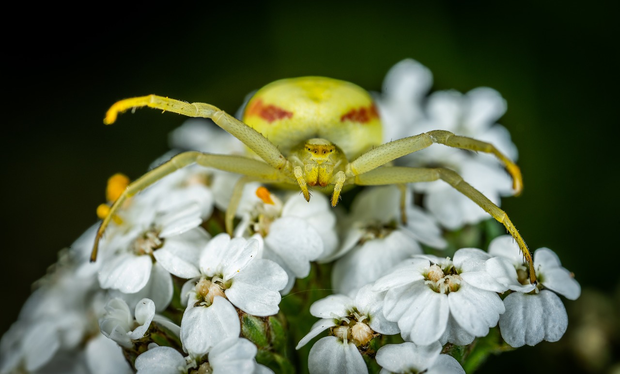 spider  arachnids  bespozvonochnoe free photo