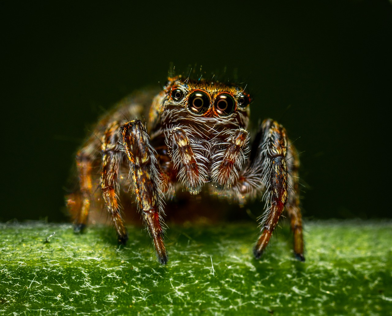 spider  arachnids  paukoobraznoe free photo