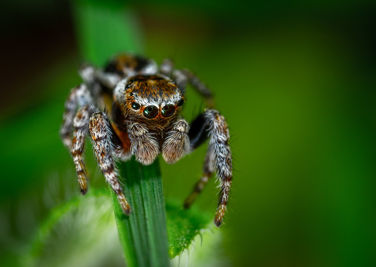 spider  arachnids  bespozvonochnoe free photo