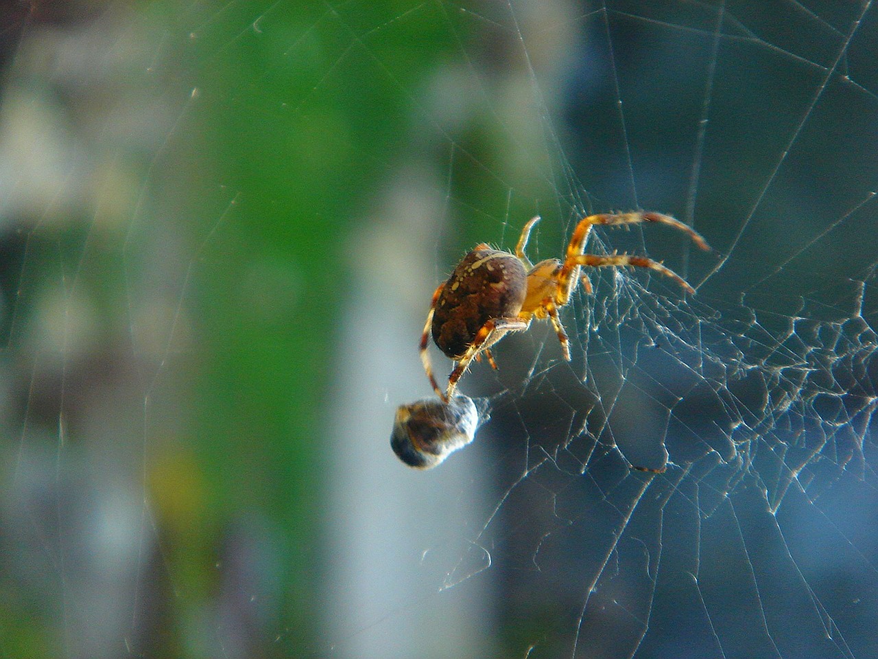 spider insect web free photo