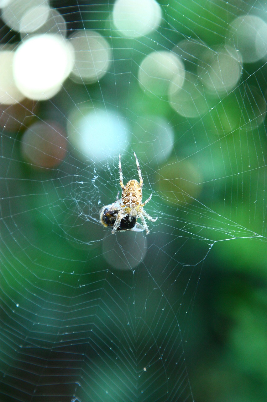 spider  insects  arachnophobia free photo