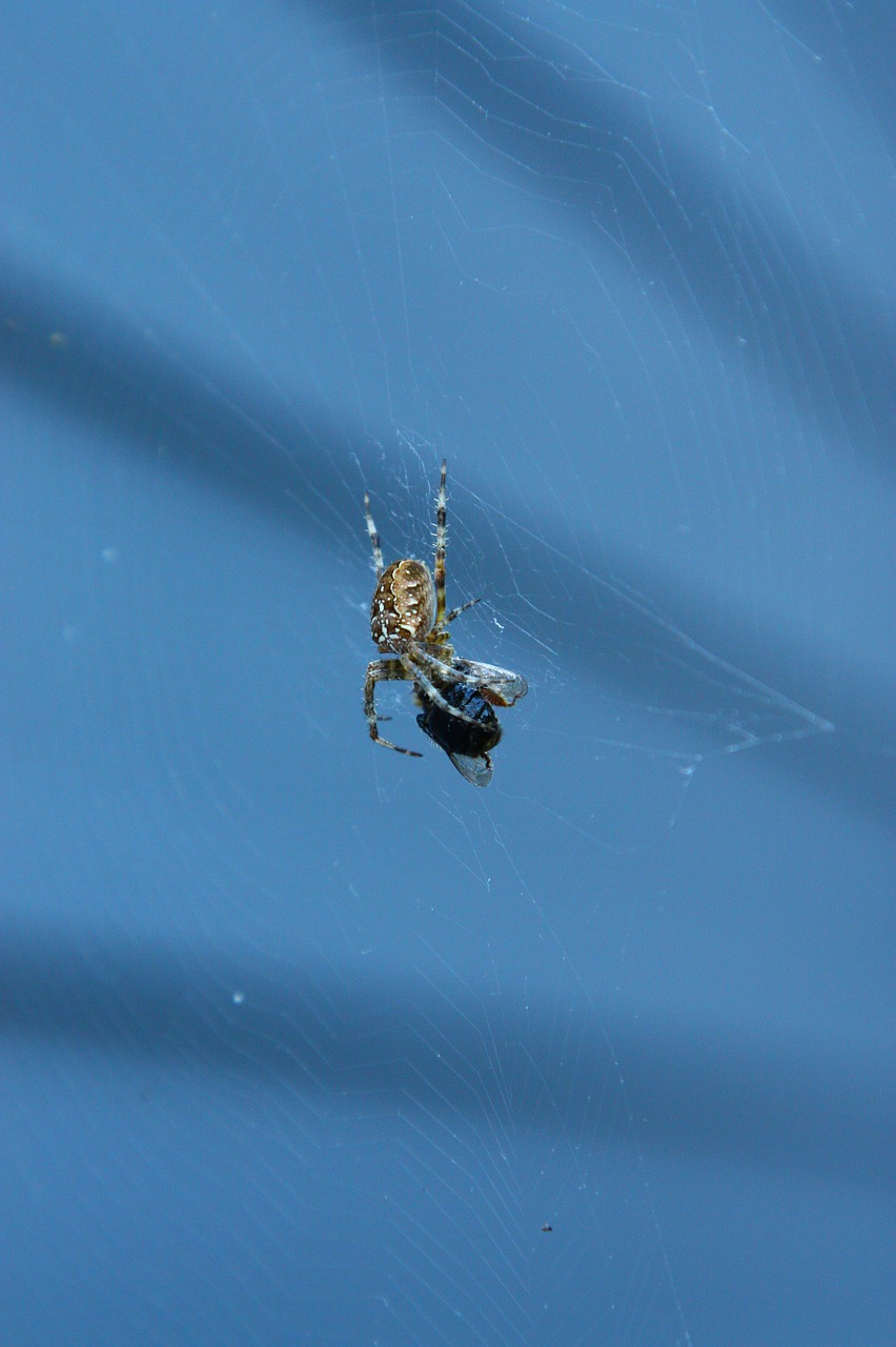 spider  insects  arachnophobia free photo